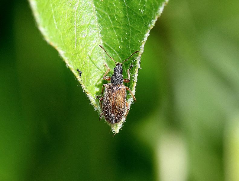 Piccolo curculionide pioppo: Polydrusus marginatus (cf.)